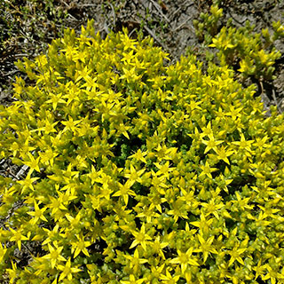 Espino amarillo